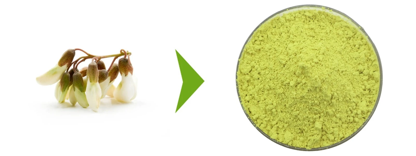 Quercetin Powder