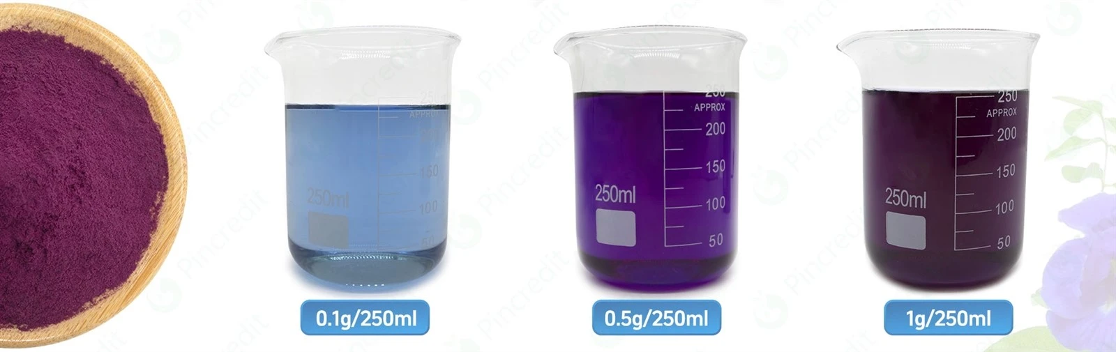 Butterfly Pea Flower Extract Butterfly Pea Flower Extract